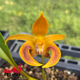 Bulbophyllum Wilmar Galaxy Star