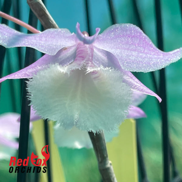Dendrobium Bohemian Rhapsody