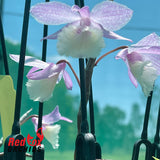 Dendrobium Bohemian Rhapsody