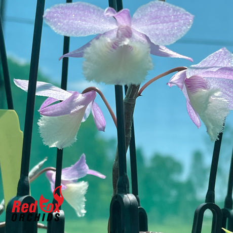 Dendrobium Bohemian Rhapsody