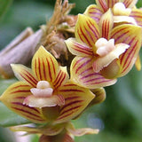 Dendrobium distichum