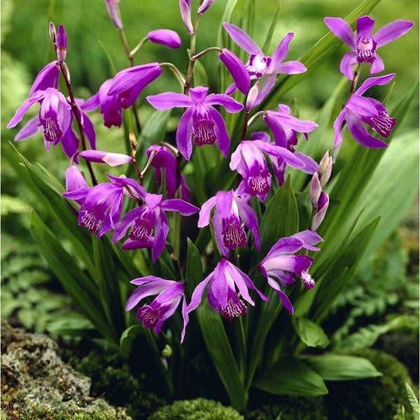 Bletilla striata