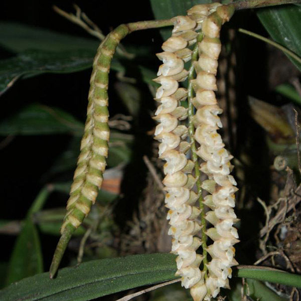 Pholidota imbricata