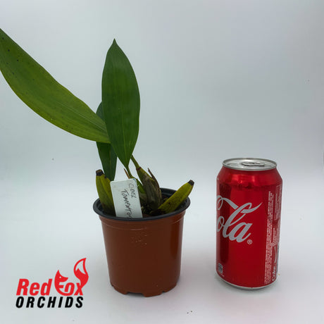 Coelogyne tomentosa