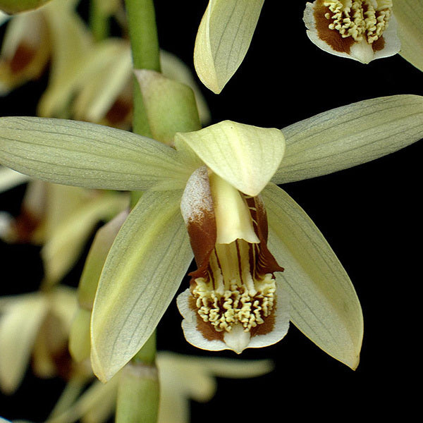 Coelogyne tomentosa