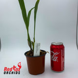 Encyclia ionophlebium