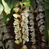 Pholidota chinenses