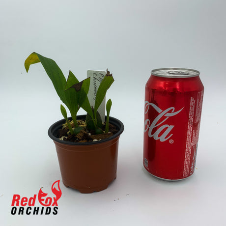 Pholidota chinenses