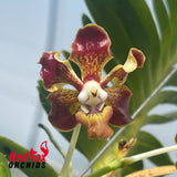 Vanda merrillii 'Dwarf'