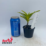 Vanda merrillii 'Dwarf'