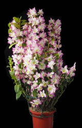 Dendrobium Second Love 'Kirameki'
