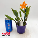 Brassolaeliocattleya Young-Min Orange 'Golden Satisfaction'
