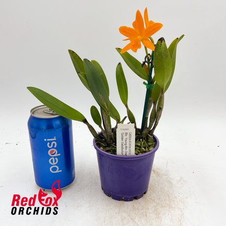 Brassolaeliocattleya Young-Min Orange 'Golden Satisfaction'
