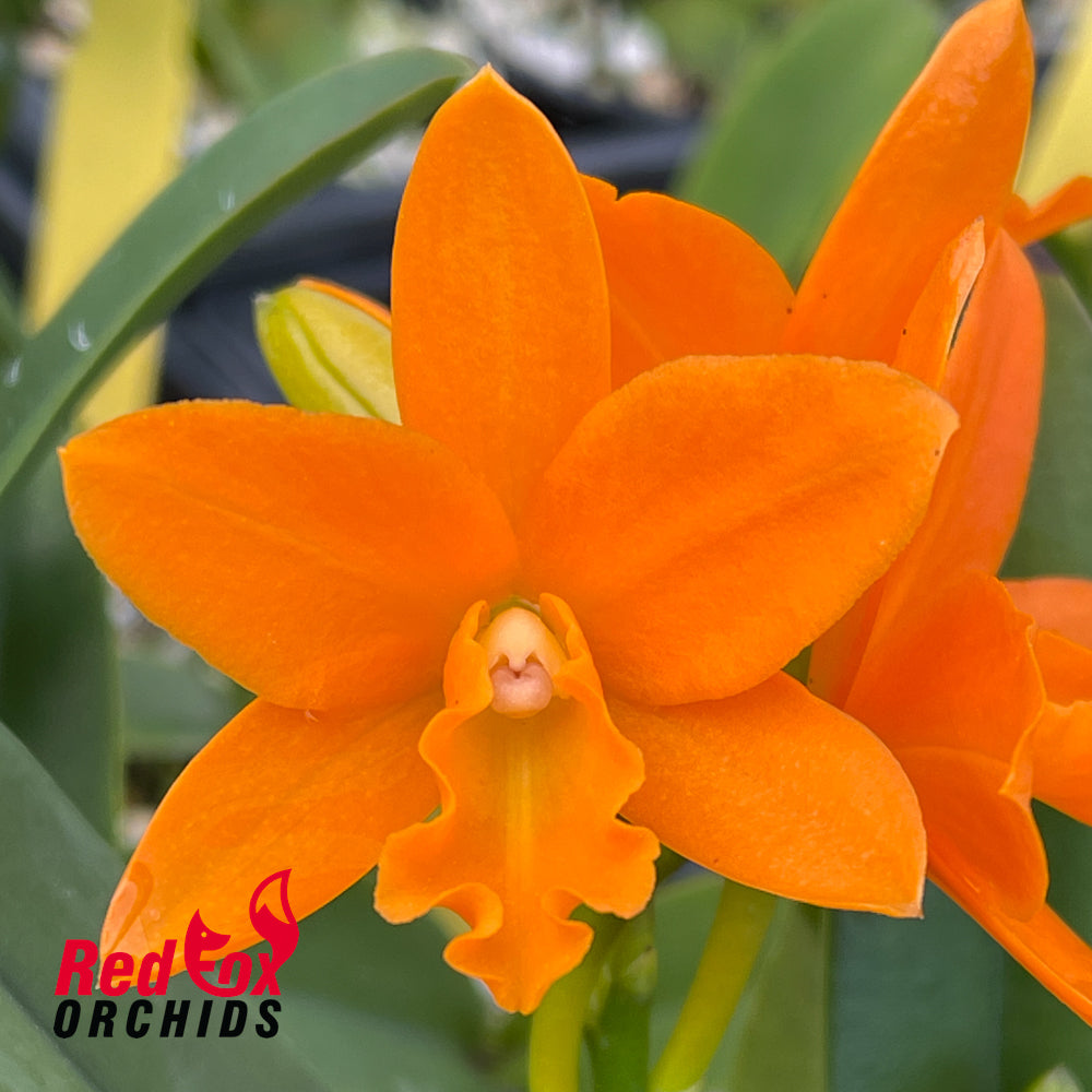 Brassolaeliocattleya Young-Min Orange 'Golden Satisfaction'