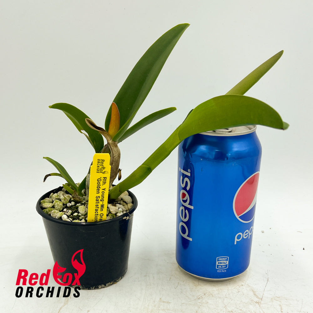 Brassolaeliocattleya Young-Min Orange 'Golden Satisfaction'