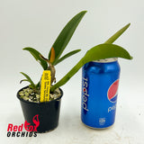 Brassolaeliocattleya Young-Min Orange 'Golden Satisfaction'