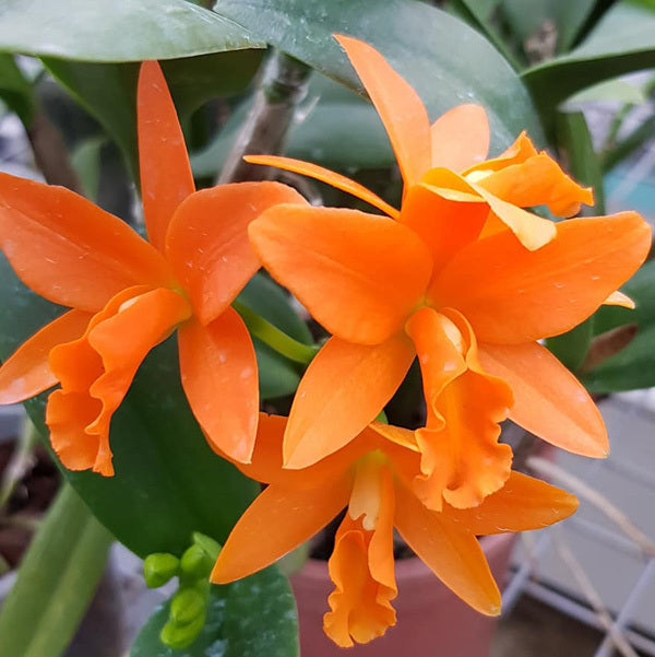 Brassolaeliocattleya Young-Min Orange 'Golden Satisfaction'