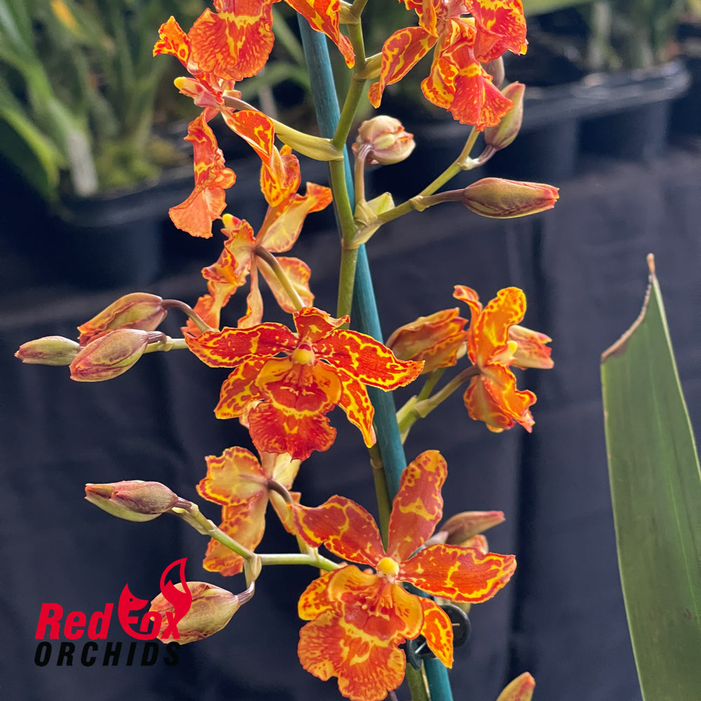 Odontocidium Golden Mirth 'Filini's Gold Dust'