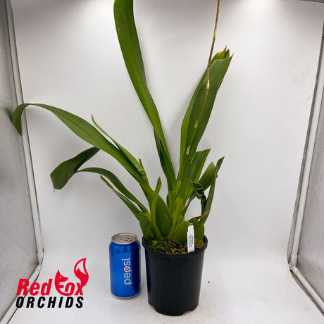 Wilsonara Pacific Panache 'Fire Side Fever'