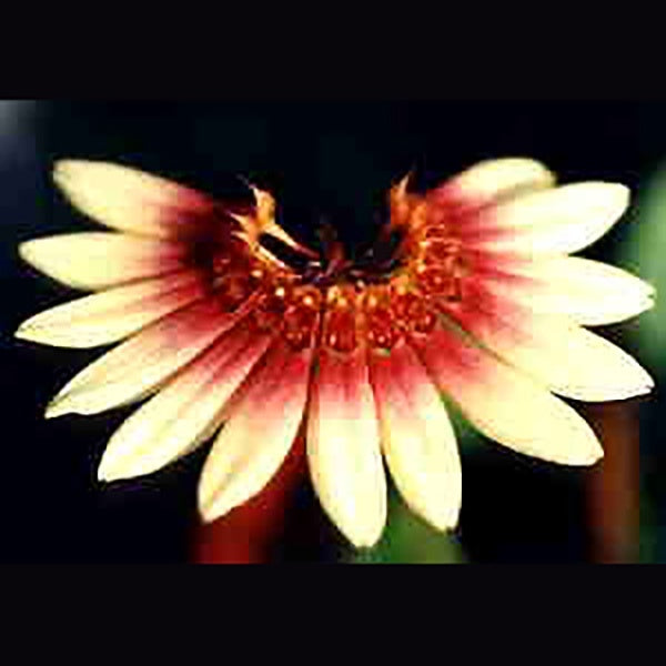 Bulbophyllum sibuyanense
