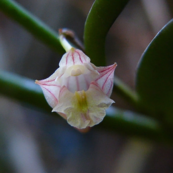 Dendrobium litorale