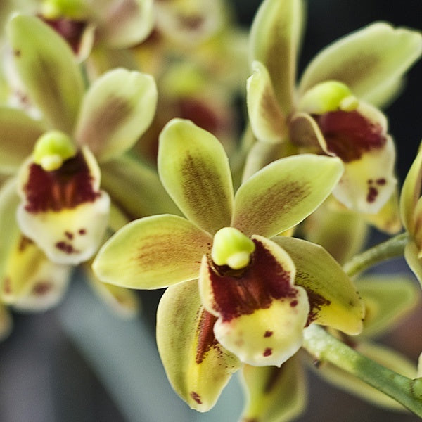 Cymbidium Eye of the Tiger 'Norm'