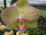 Phalaenopsis Emerald