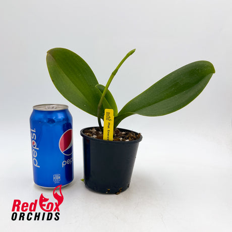 Phalaenopsis Emerald