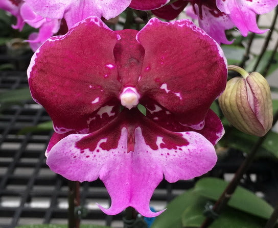 Phalaenopsis Chia Shing Hot Kiss