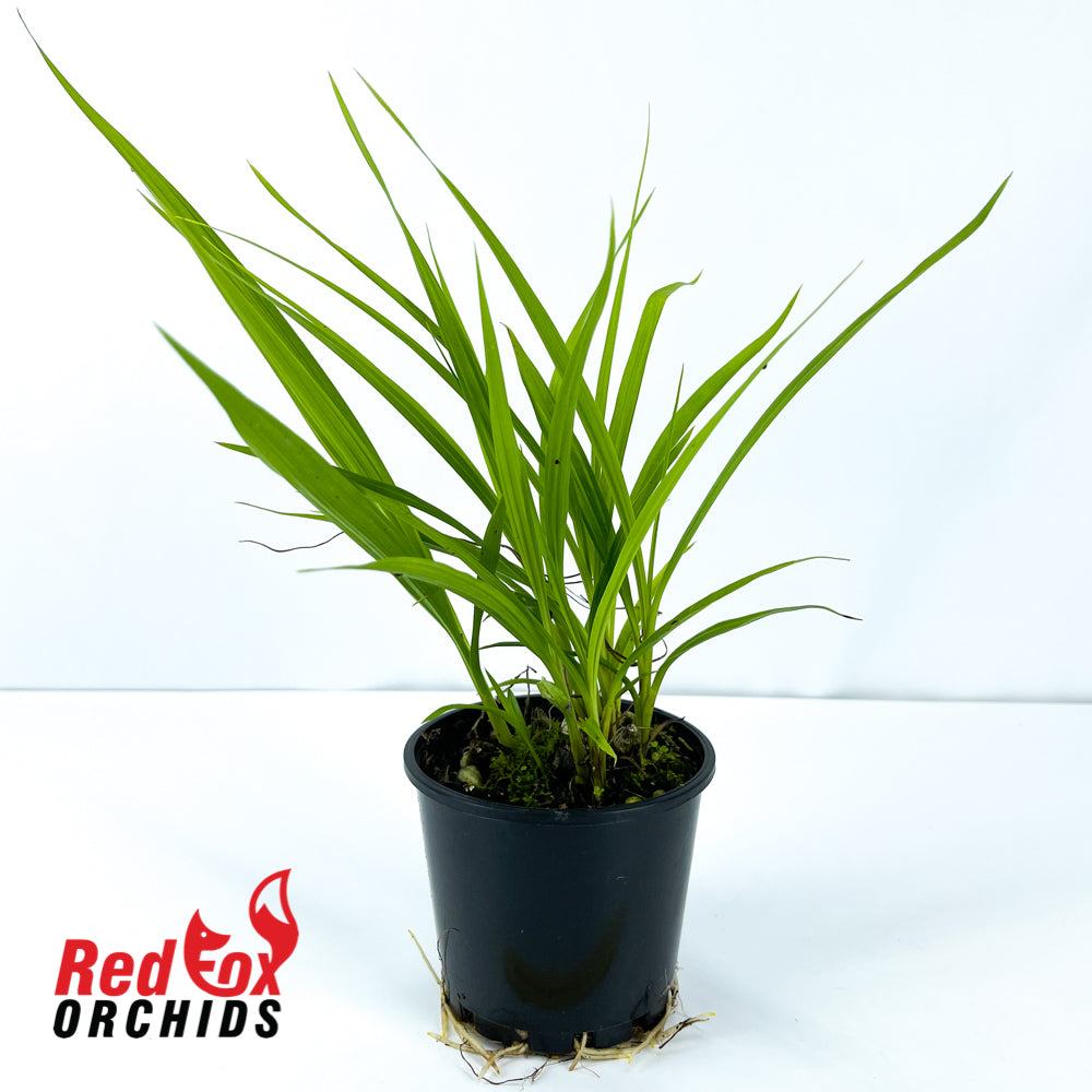 Spathoglottis 'Snow Angel'