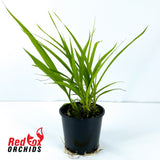 Spathoglottis 'Snow Angel'