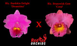 Rhyncholaeliocattleya Burdekin Delight 'Dreamtime' x Brunswick Gem 'Coral'