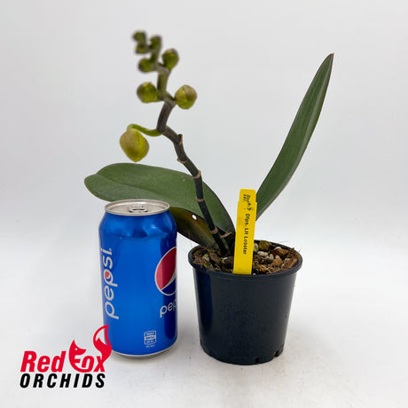 Doritaenopsis LH Lobster