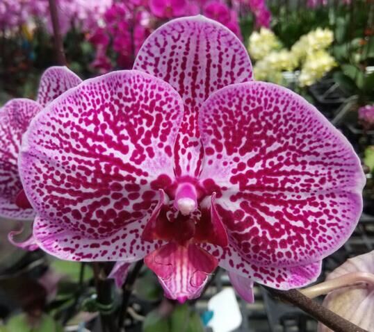 Phalaenopsis Kirei Waltz