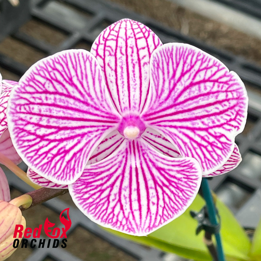 Doritaenopsis Four Peace