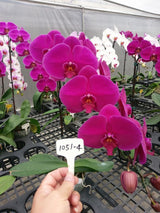 Doritaenopsis Red Rose