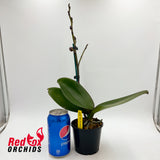 Doritaenopsis Red Rose