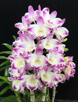 Dendrobium Lucky Girl