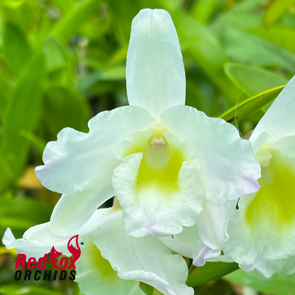 Dendrobium Green Elf