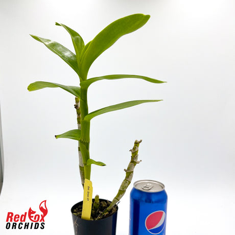 Dendrobium Green Elf