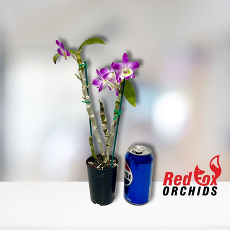 Dendrobium Eustoma