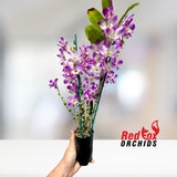 Dendrobium Eustoma