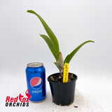 Rhyncholaeliocattleya Green Apple