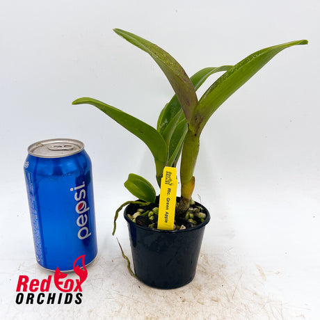 Rhyncholaeliocattleya Green Apple