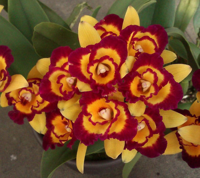 Rhyncholaeliocattleya Shin Shiang Diamond 'Rainbow Rose'