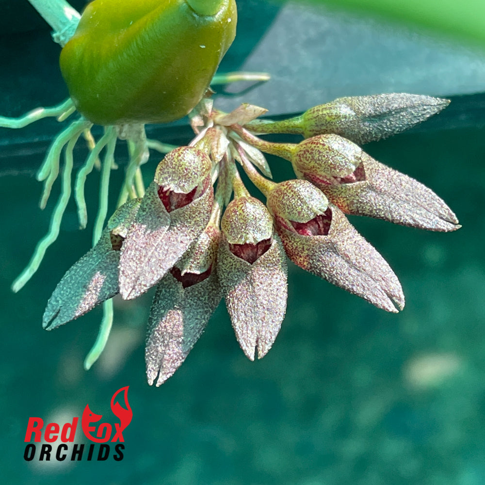 Bulbophyllum frostii x spathulatum