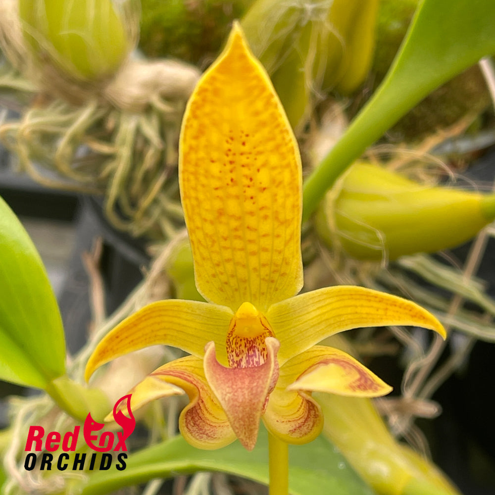 Bulbophyllum lobbii x dearei
