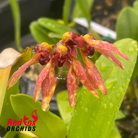 Bulbophyllum mastersianum x Meen Poison Rasberry
