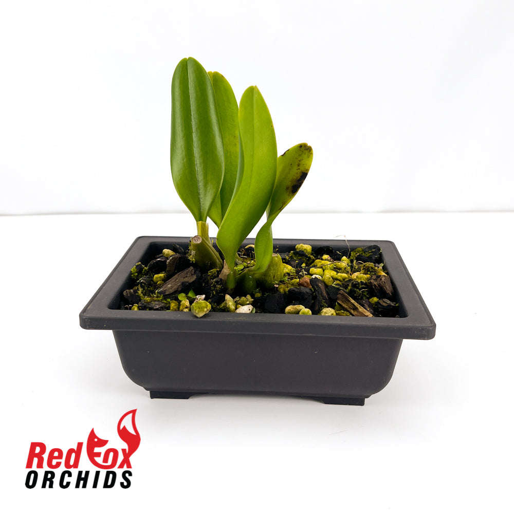 Bulbophyllum mastersianum x Meen Poison Rasberry