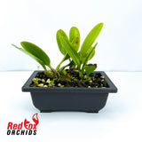 Bulbophyllum Meen Endless Love x Lion King